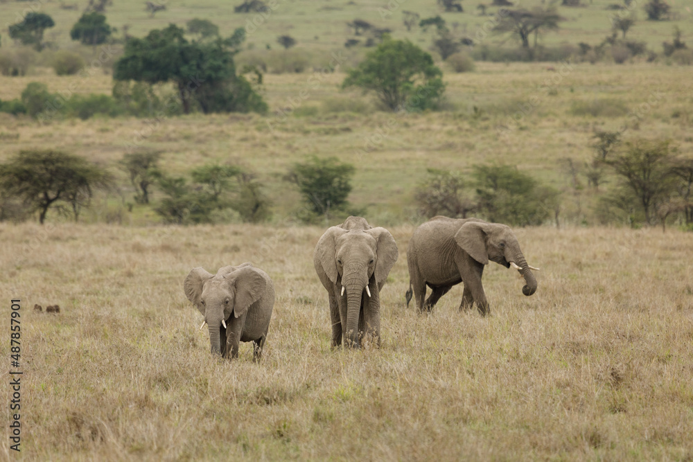 elephants roaming the savannah