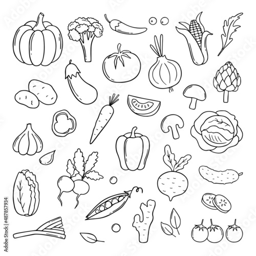 Hand drawn set of vegetables doodle. Carrot, radish, salad, cucumber, cabbage in sketch style.  Vector illustration isolated on white background.