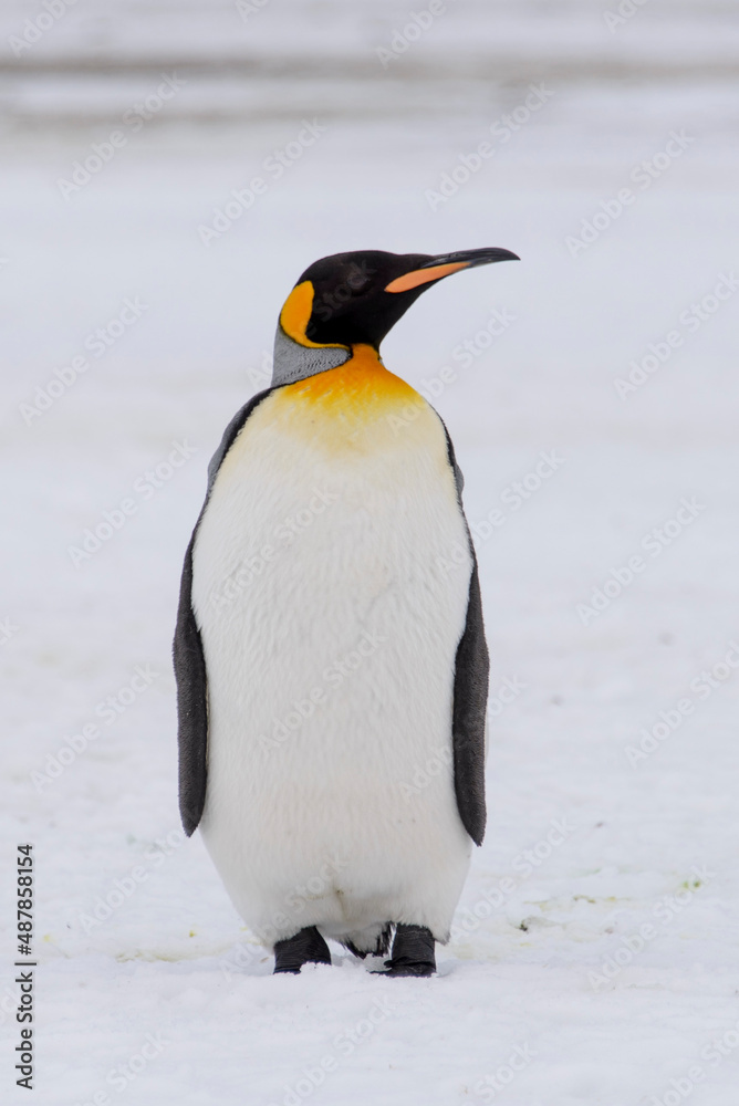 Fototapeta premium King penguin close up on South Georgia island. Antarctica.