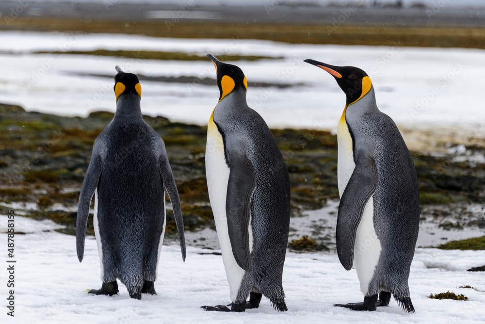 Fototapeta premium King penguin close up on South Georgia island. Antarctica.