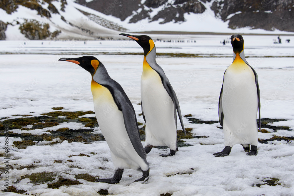 Obraz premium King penguin close up on South Georgia island. Antarctica.