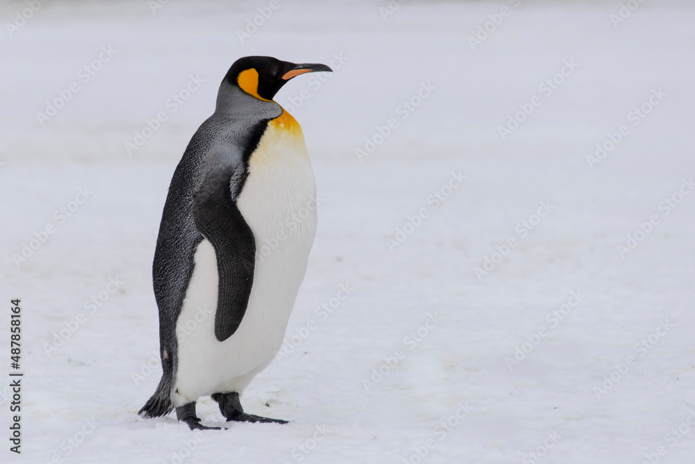Fototapeta premium King penguin close up on South Georgia island. Antarctica.
