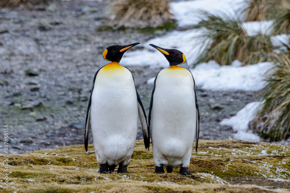 Fototapeta premium King penguin close up on South Georgia island. Antarctica.