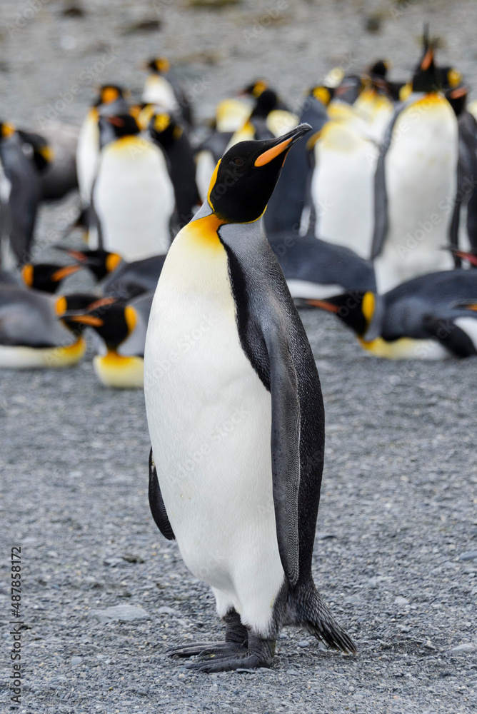 Fototapeta premium King penguin close up on South Georgia island. Antarctica.