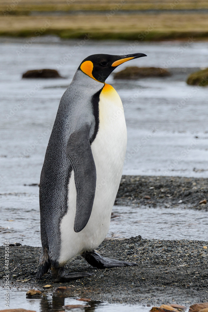 Obraz premium King penguin close up on South Georgia island. Antarctica.