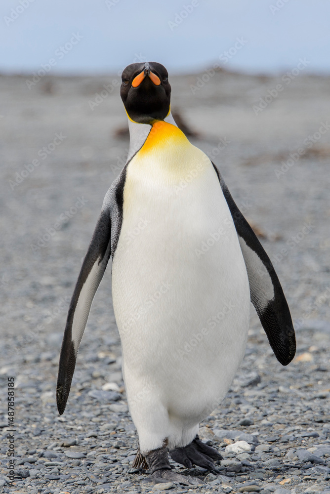Fototapeta premium King penguin close up on South Georgia island. Antarctica.