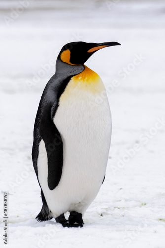 King penguin close up on South Georgia island. Antarctica.
