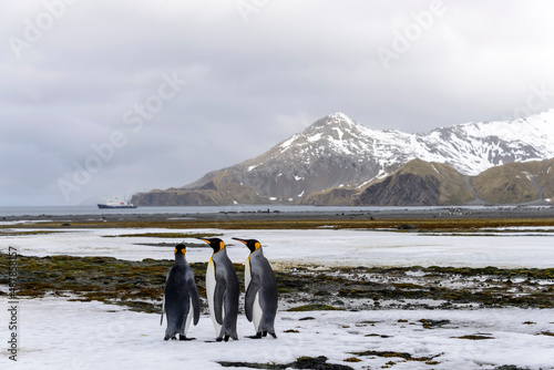 King penguin close up on South Georgia island. Antarctica.