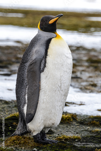 King penguin close up on South Georgia island. Antarctica.