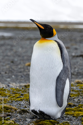 King penguin close up on South Georgia island. Antarctica.