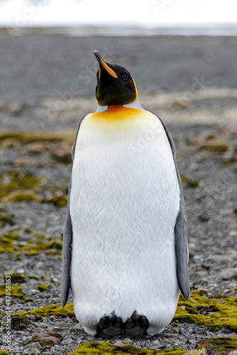 King penguin close up on South Georgia island. Antarctica.