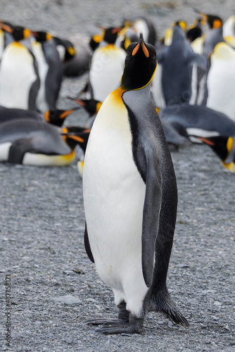 King penguin close up on South Georgia island. Antarctica.