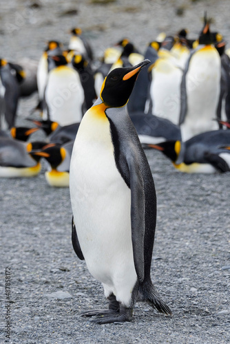 King penguin close up on South Georgia island. Antarctica.