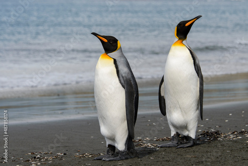 King penguin close up on South Georgia island. Antarctica.