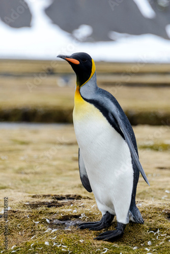 King penguin close up on South Georgia island. Antarctica.