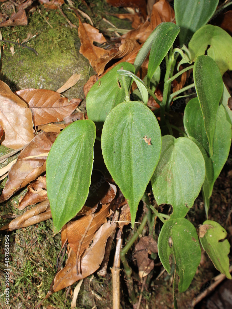 Scandent plant Peperomia amphitricha from Talamanca mountain range of Costa Rica Scandent plant Peperomia amphitricha from Talamanca mountain range of Costa Rica