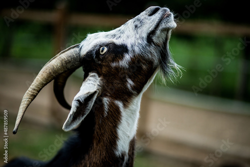 Close up of goat with a scornful attitude