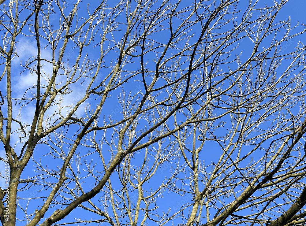 Bare Sunlit Branches against a Bright Blue Sky Bare Sunlit Branches against a Bright Blue Sky