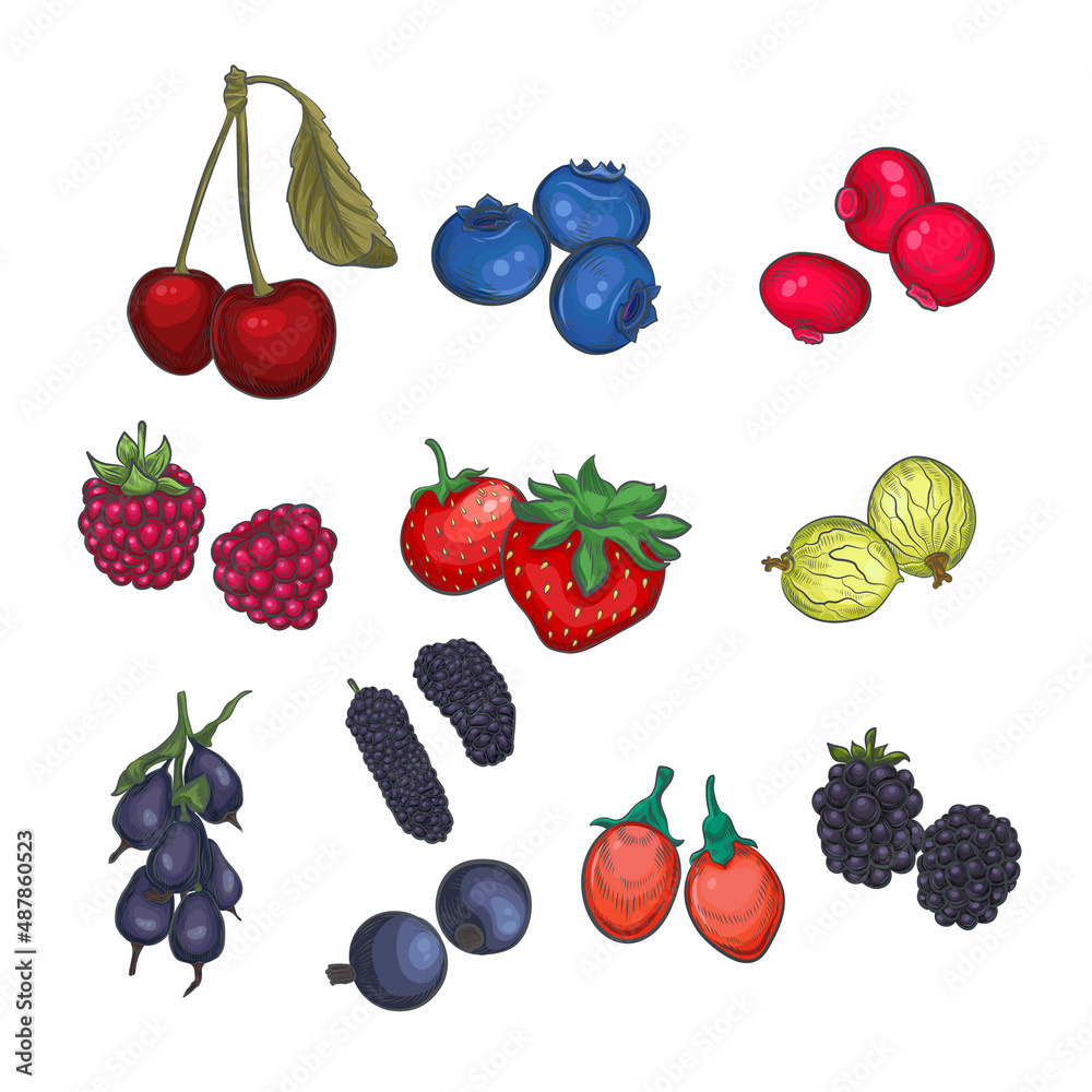 Berry vector collection. Berry vector collection.