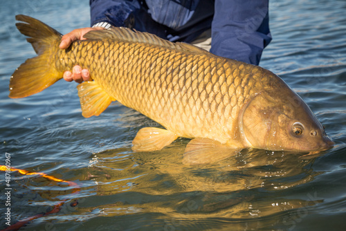 Carp being released back into the lake after being caught on a fly rod