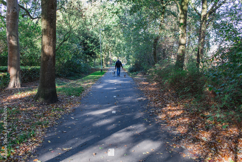 Fototapeta premium Walking through the autumn forest with two dogs.