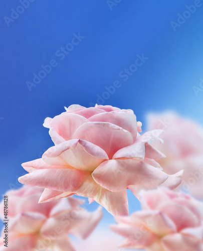 Pink soft roses on blue color background. Concept of Valentine s day  mother s day  women s day and birthday. Pink roses in soft color. Made with blur style for background