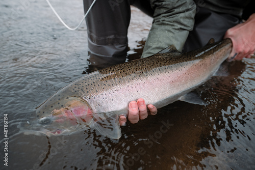 Wild summer steelhead held by spey fisherman in the river before release photo