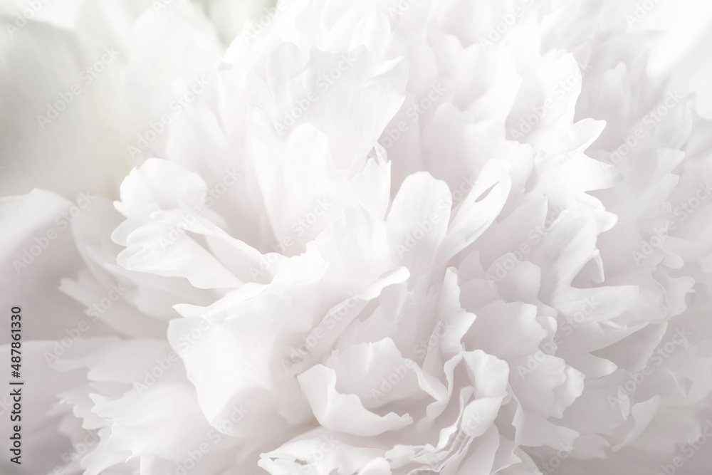 Beautiful blooming white peony as background, closeup Beautiful blooming white peony as background, closeup