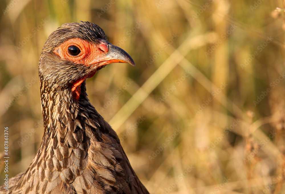 Swainson's Spurfowl, Kruger National Park Swainson's Spurfowl, Kruger National Park