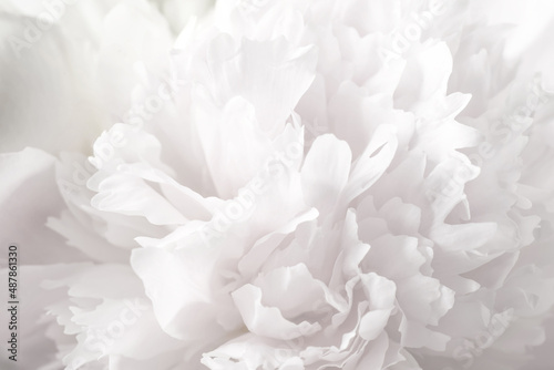 Beautiful blooming white peony as background, closeup