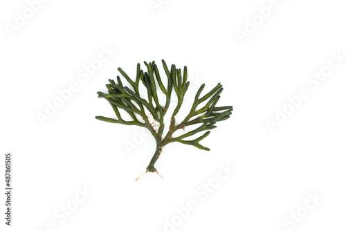 Green seaweed with thick stems. Codium tomentosum.