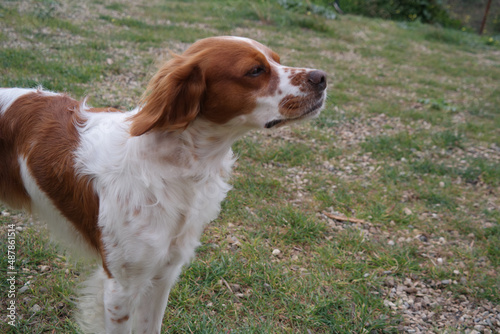 Spaniel breton