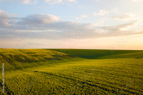 Aerial view of bright green agricultural farm field with growing rapeseed plants at sunset