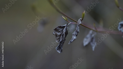 Wyschnięty liść © Kacper