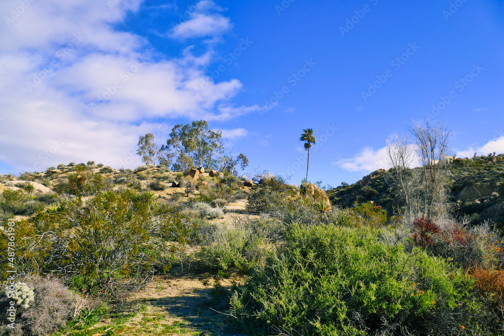 Desert landscape with green shrubs near Cottonwood Spring, on the southern side of Joshua Tree National Park, Mojave Desert, California, USA
