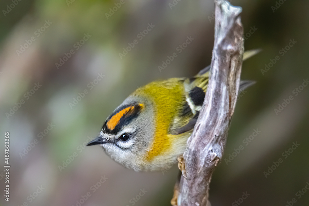Madeira firecrest (Regulus madeirensis), Madeira island
