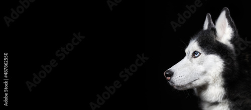 Beautiful Siberian Husky dog portrait with blue eyes on black background, side view. Copy space, banner.