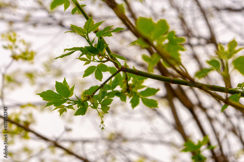 spring photo of a branch with delicate blossoming leaves against a background of blurred bokeh, a background for a postcard of congratulations on spring