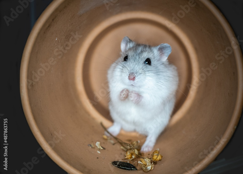 cute dsungarian hamster photo