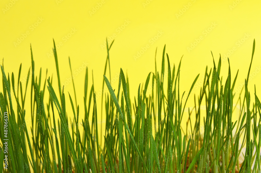 Obraz premium Green young grass on a yellow background