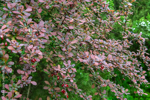 Purple barberry bush