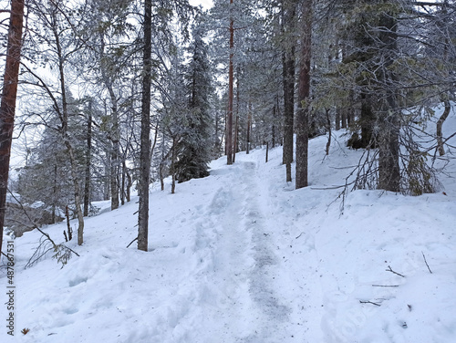 ein kleiner schmaler Wanderweg im Wald bei Levi in Finnland