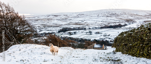 A single sheep in a steep, snow covered field by a dry stone wall in Weardale, the North Pennines, County Durham, UK