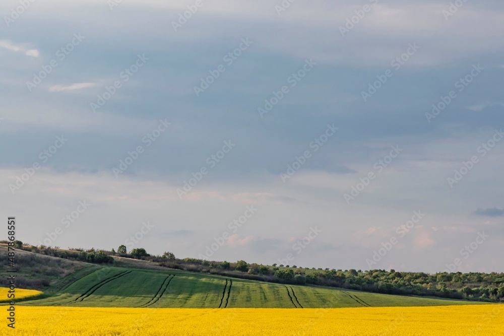 rapeseed field in spring in yellow and and the sky