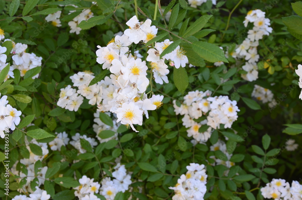 An amazing closeup shot of a beautiful Multiflora rose An amazing closeup shot of a beautiful Multiflora rose