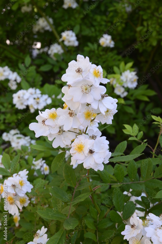 An amazing closeup shot of a beautiful Multiflora rose An amazing closeup shot of a beautiful Multiflora rose