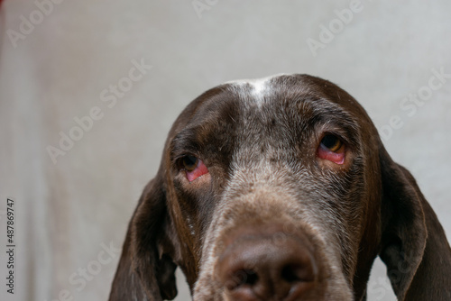 perro con enfermedad en los ojos, irritación, conjuntivitis y parpados descolgados ,primer plano de los ojos .
