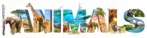 Animals. Illustration of wild animals and wildlife.  Each animal is from nature. Element for Advertisement, postcard, poster, and more.  Isolated on white, PNG file available.