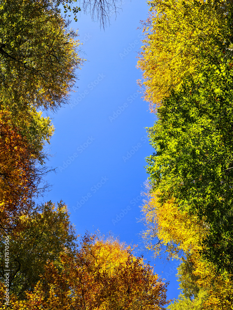 The sky is surrounded by colorful tree leaves.