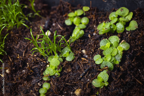 young shoots of succulent  stone rose  and young shoots of Irish moss  mshanka awl-shaped  are grown for seedlings for a garden or cottage